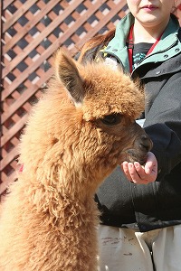 20070317alpaca3.jpg