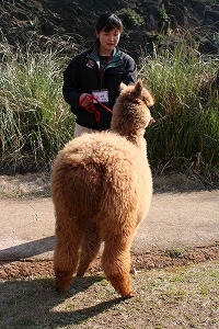 20070317alpaca4.jpg