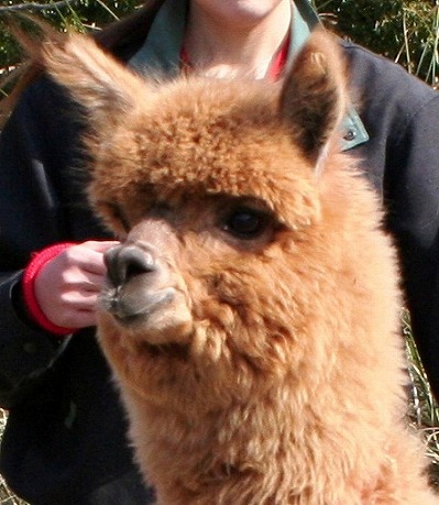 20070422alpacaface.jpg