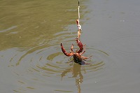20070513%20cap4.jpg