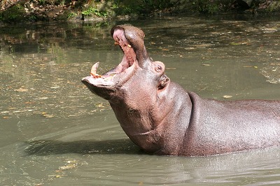 20070522hippo.jpg