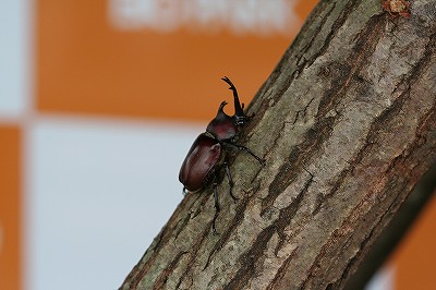 白熱の昆虫バトル！カブトムシ木登りグランプリ！ ｜ 長崎バイオ