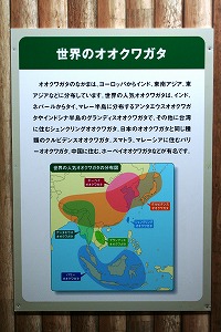 20071218ookabutokuwa6.jpg