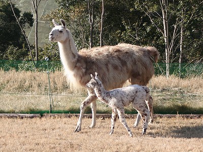 20080119llama002.jpg