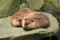 20080301beaver.jpg