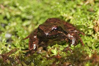 20080301frog1.jpg