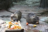 20080301nutria.jpg