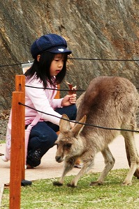 200803025%20grey%20kangaroo4.jpg