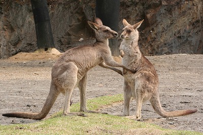 200803025%20grey%20kangaroo5.jpg