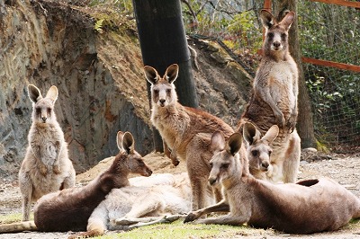 200803025grey%20kangaroo1.jpg