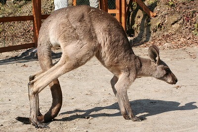 20080314kangaroo1.jpg