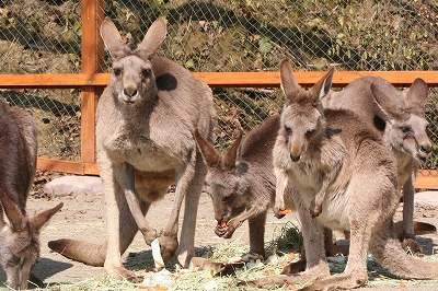 20080314kangaroo2.jpg