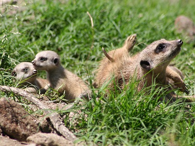 20080520meerkatbaby-2.jpg