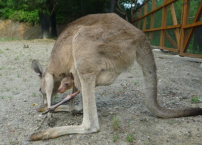 20080719kangaroobaby-1.jpg