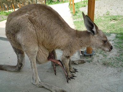 20080719kangaroobaby-2.jpg