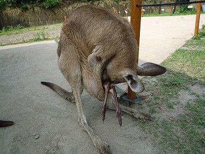 20080719kangaroobaby-3.jpg