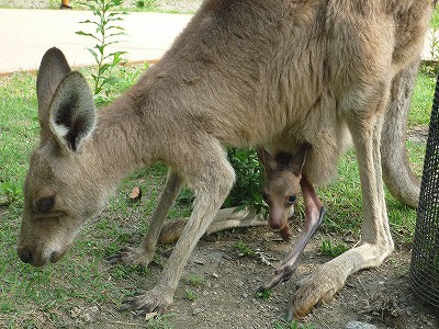 20080719kangaroobaby-4.jpg