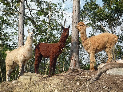 20081005alpaca-1.jpg