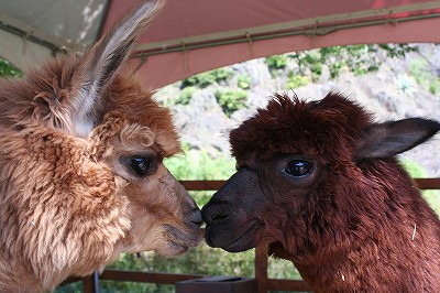 20081005alpaca-3.jpg