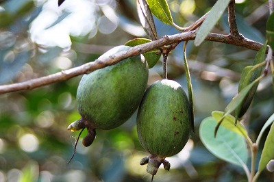 20081106%20feijoa1.jpg