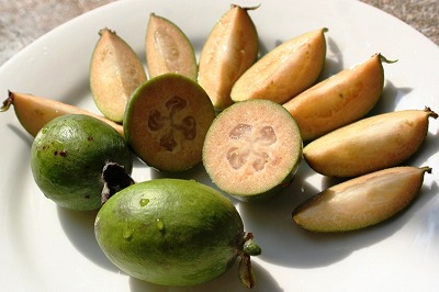 20081106%20feijoa2.jpg