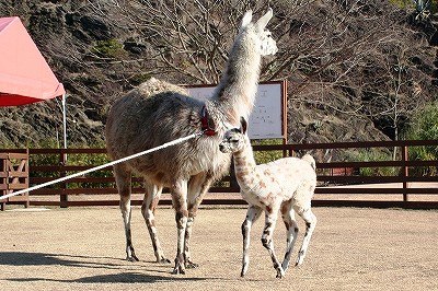 20090101llama-2.jpg