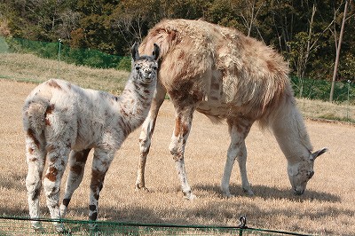 20090101llama-3.jpg