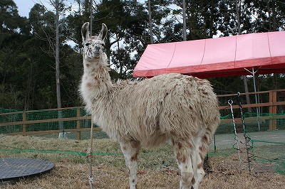 20090101llama-4.jpg