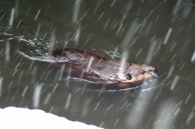 20090124beaver.jpg