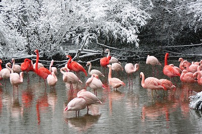 20090124flamingo.jpg