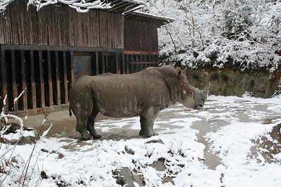 20090124rhino.jpg