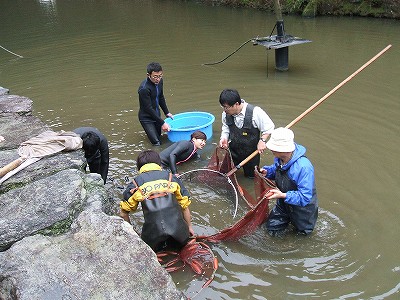 20090303koi07.jpg