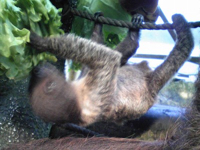 20090304sloth01.jpg