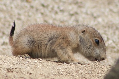 20090505%20prairie3.jpg