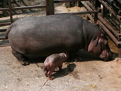 20090604hippo00.jpg