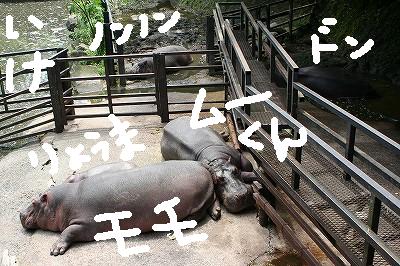 20090604hippo01.jpg