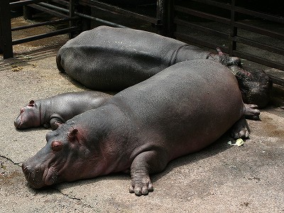 20090604hippo02.jpg