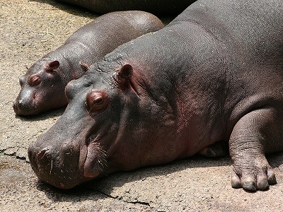 20090604hippo03.jpg