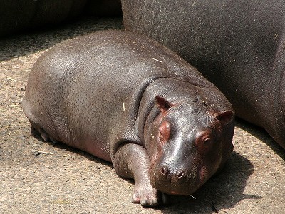 20090604hippo04.jpg