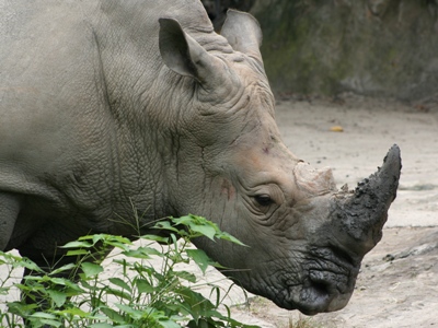 20090607rhino01.jpg