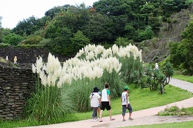 20090816%20pampas2.jpg