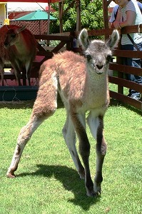 20090817%20llama%20baby2.jpg