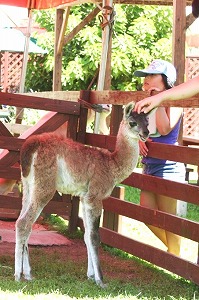 20090817%20llama%20baby3.jpg