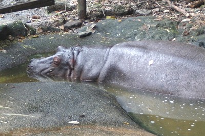 2009106%20hippo1.jpg