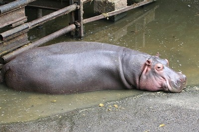 2009106%20hippo3.jpg