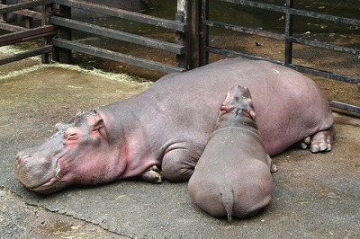 2009106%20hippo4.jpg