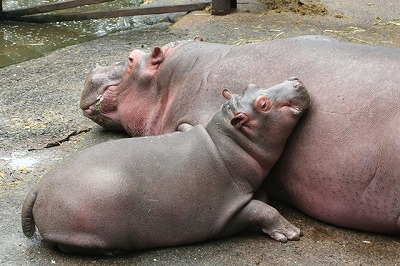 2009106%20hippo5.jpg