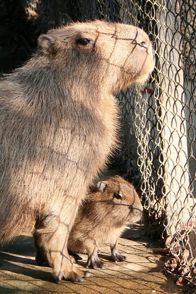 20091121%20capybara.jpg