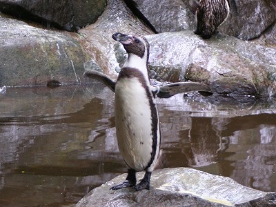 20100129penguin.jpg