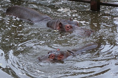 20100228hippo1.jpg